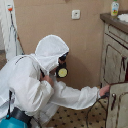 Дезинфекция от муравьев в квартире в Ильинском Погосте